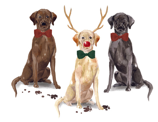 Three dogs wearing festive accessories on a white background