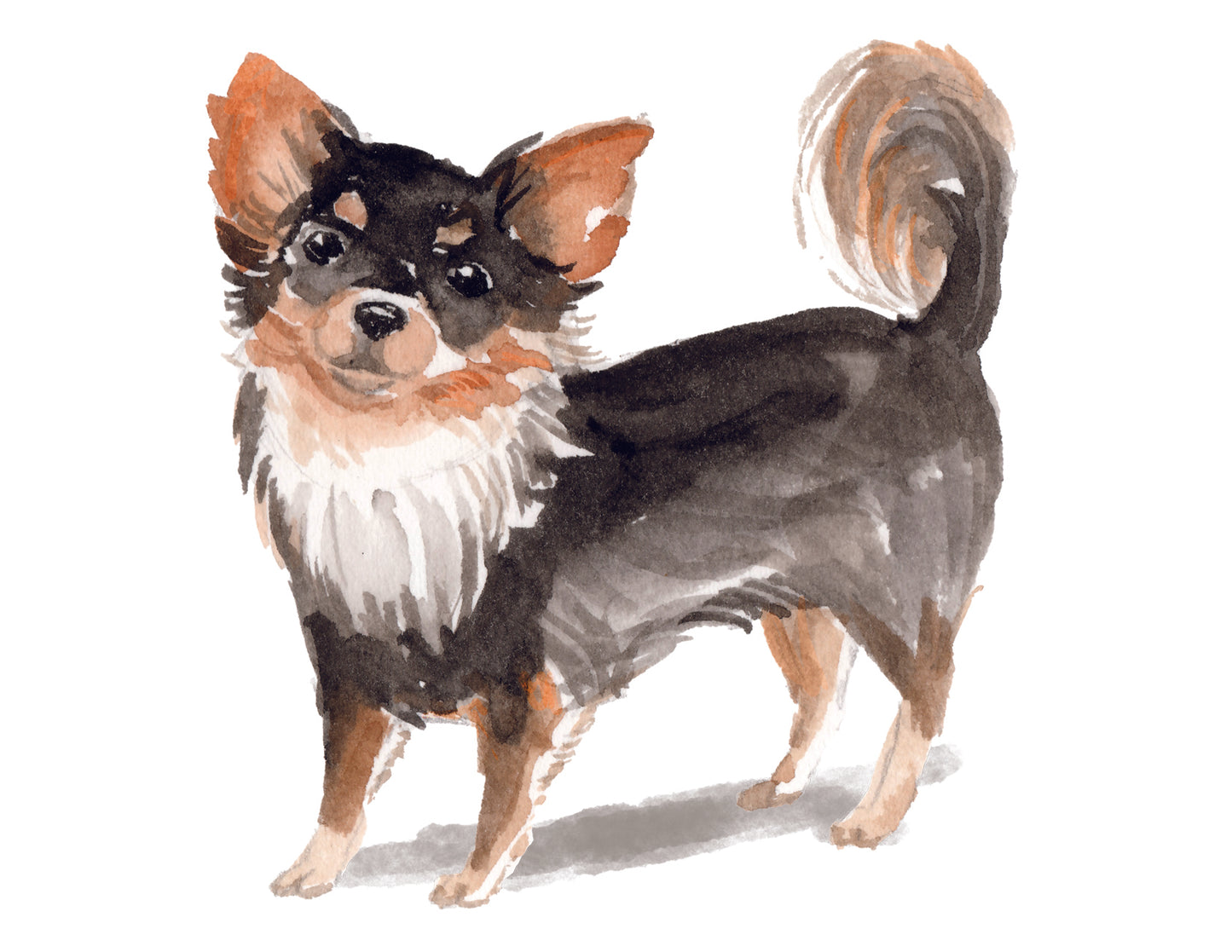 Watercolor illustration of a Chihuahua with a white chest and black fur on a white background