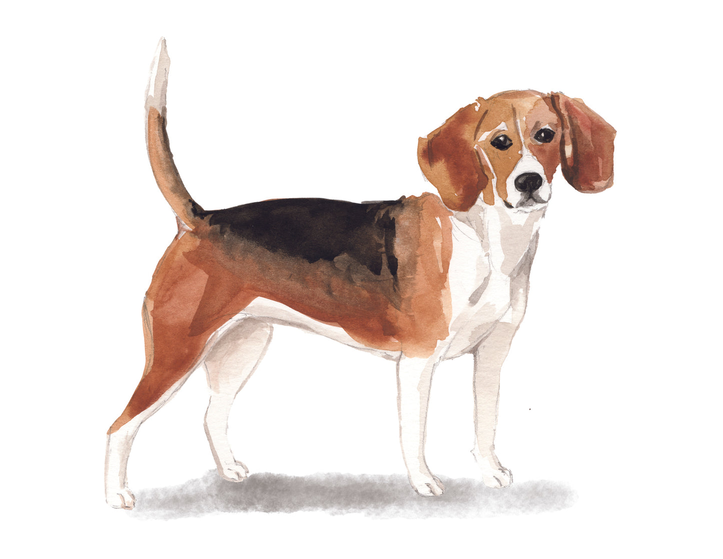 Artistic depiction of a beagle dog on a white background