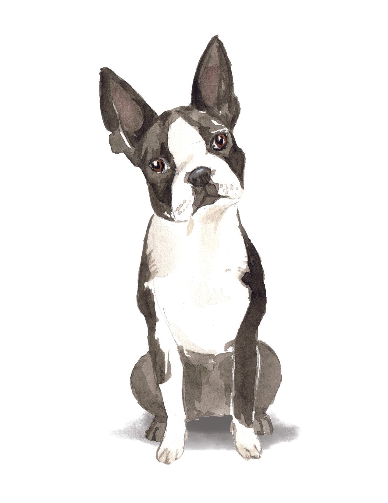 Illustration of a Boston Terrier sitting on a white background