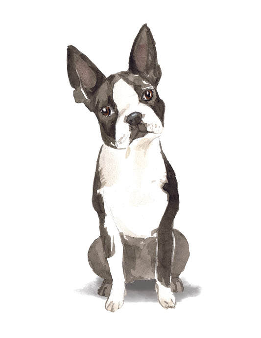 Illustration of a Boston Terrier sitting on a white background
