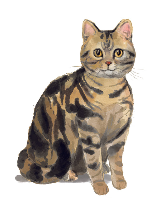 Illustration of a tabby cat on a white background