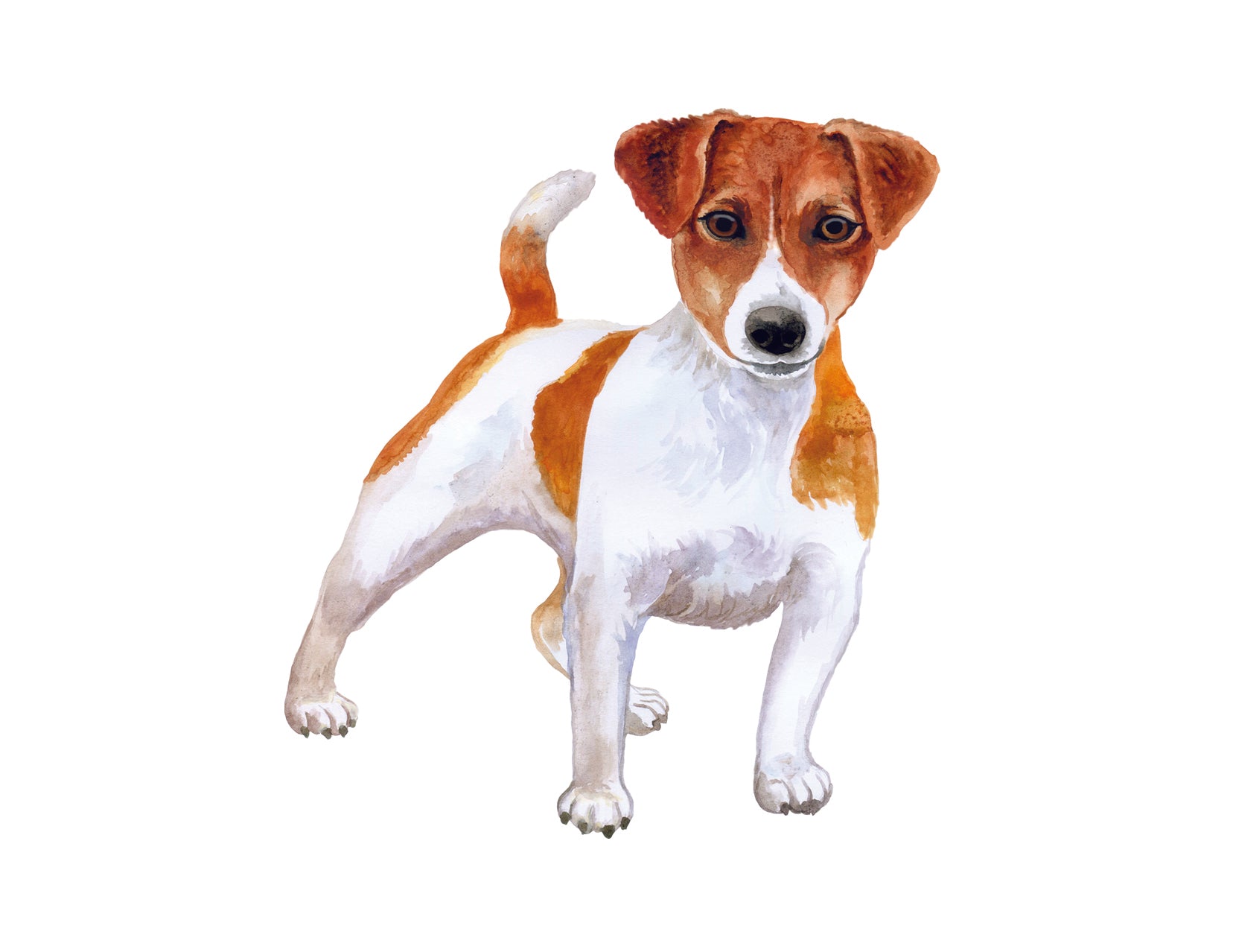 Jack Russell Terrier on a white background