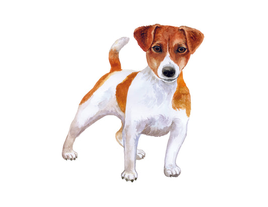 Jack Russell Terrier on a white background