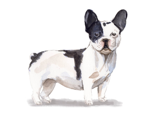 Stylized illustration of a black and white dog on a white background