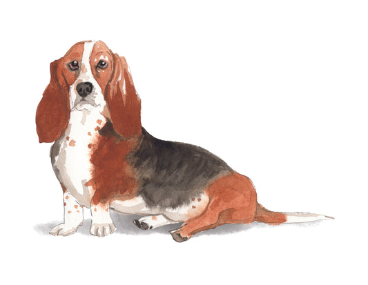 Illustration of a Basset Hound on a white background