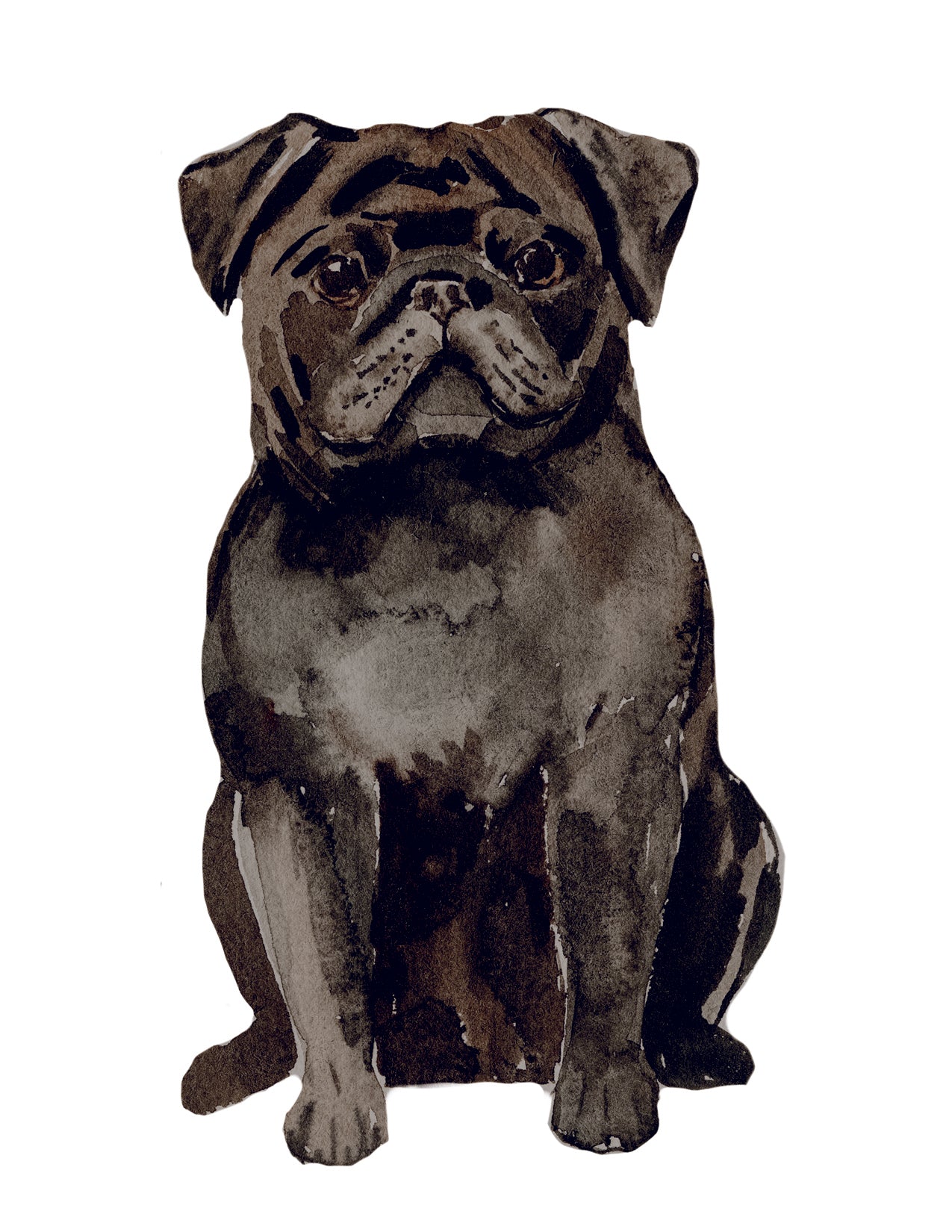 Watercolor painting of a pug dog on a white background