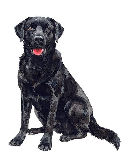 Black dog sitting on a white background