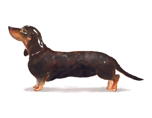 Black and tan dachshund illustration on a white background
