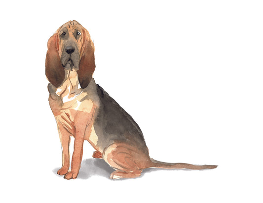Bloodhound Note Cards