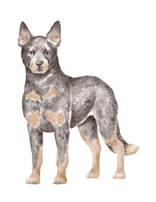 Blue Heeler Note Cards