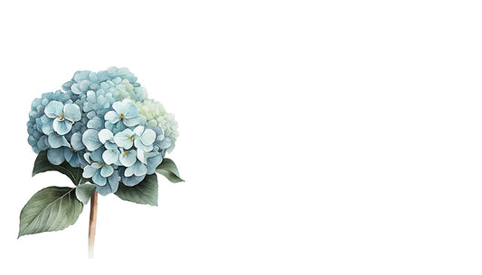 Turquoise hydrangea flower on a white background