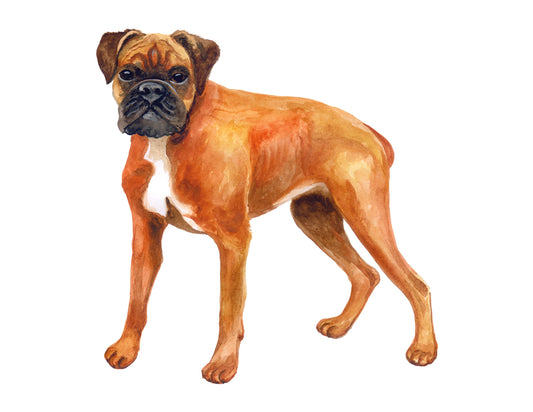 Illustration of a Boxer dog on a white background