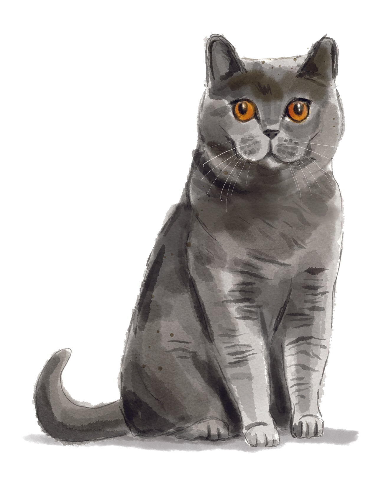 Illustration of a gray cat with orange eyes on a white background