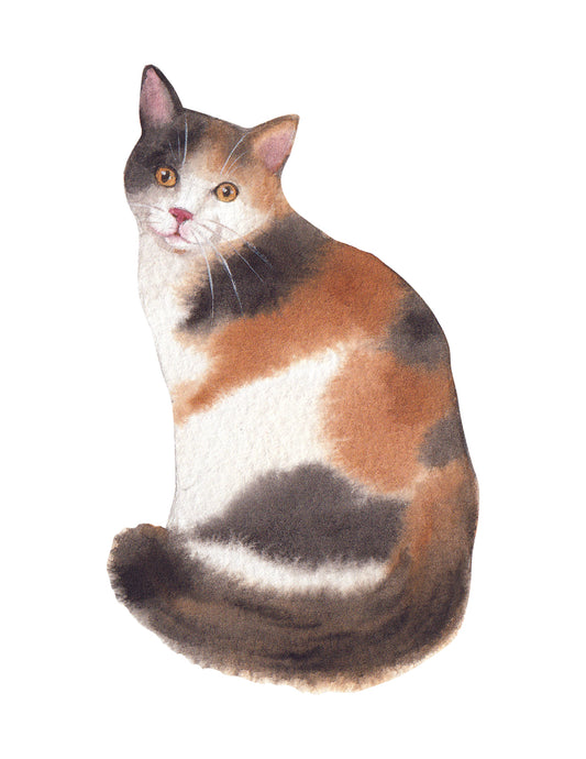 Calico cat illustration on a white background
