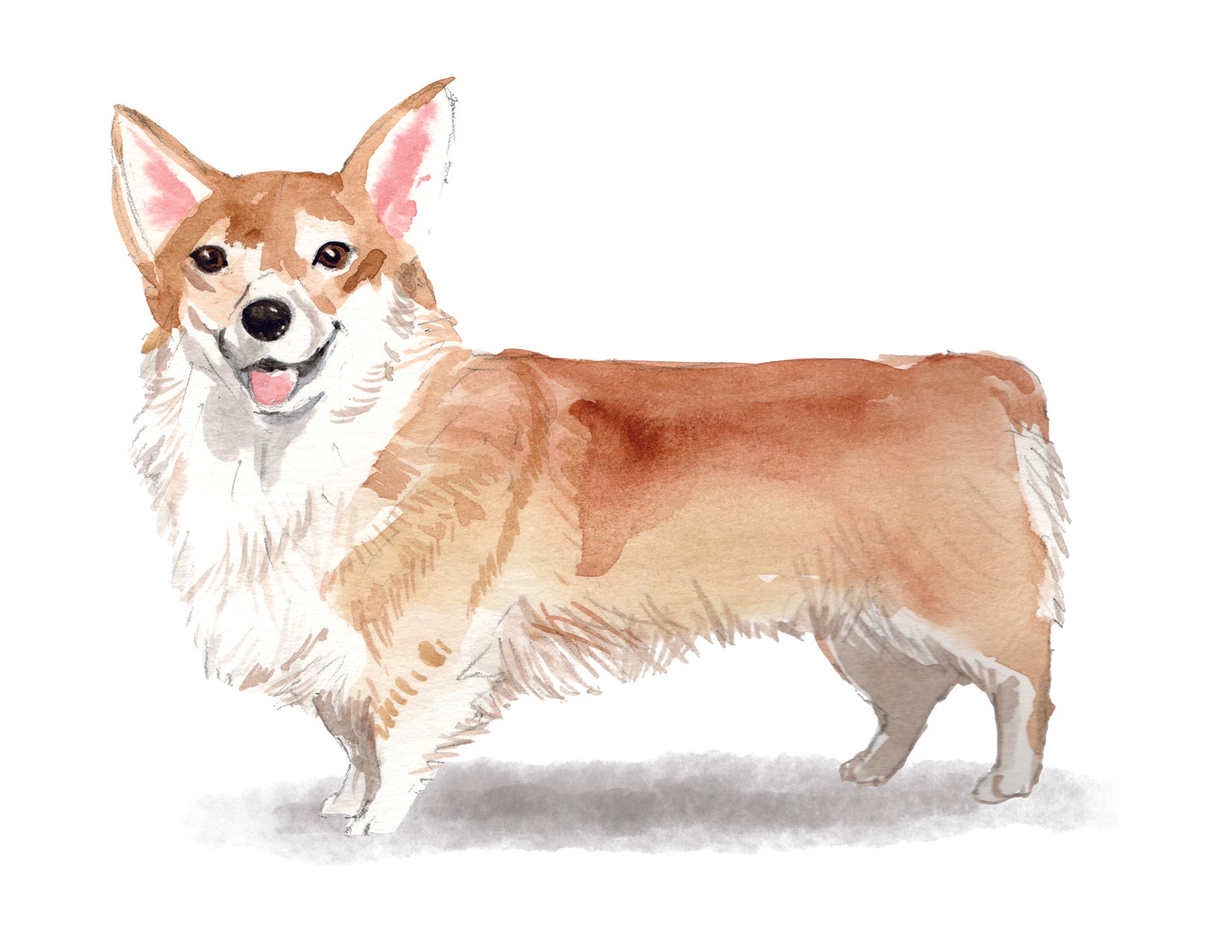 Illustration of a corgi dog with a white background
