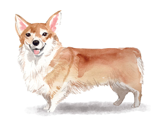 Illustration of a corgi dog with a white background