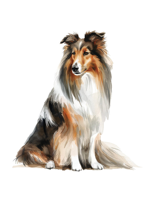 Artistic illustration of a collie dog on a white background