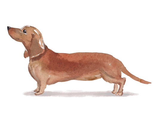 Stylized illustration of a dachshund on a white background