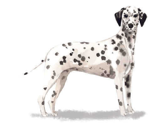 Dalmatian dog with black spots on a white background