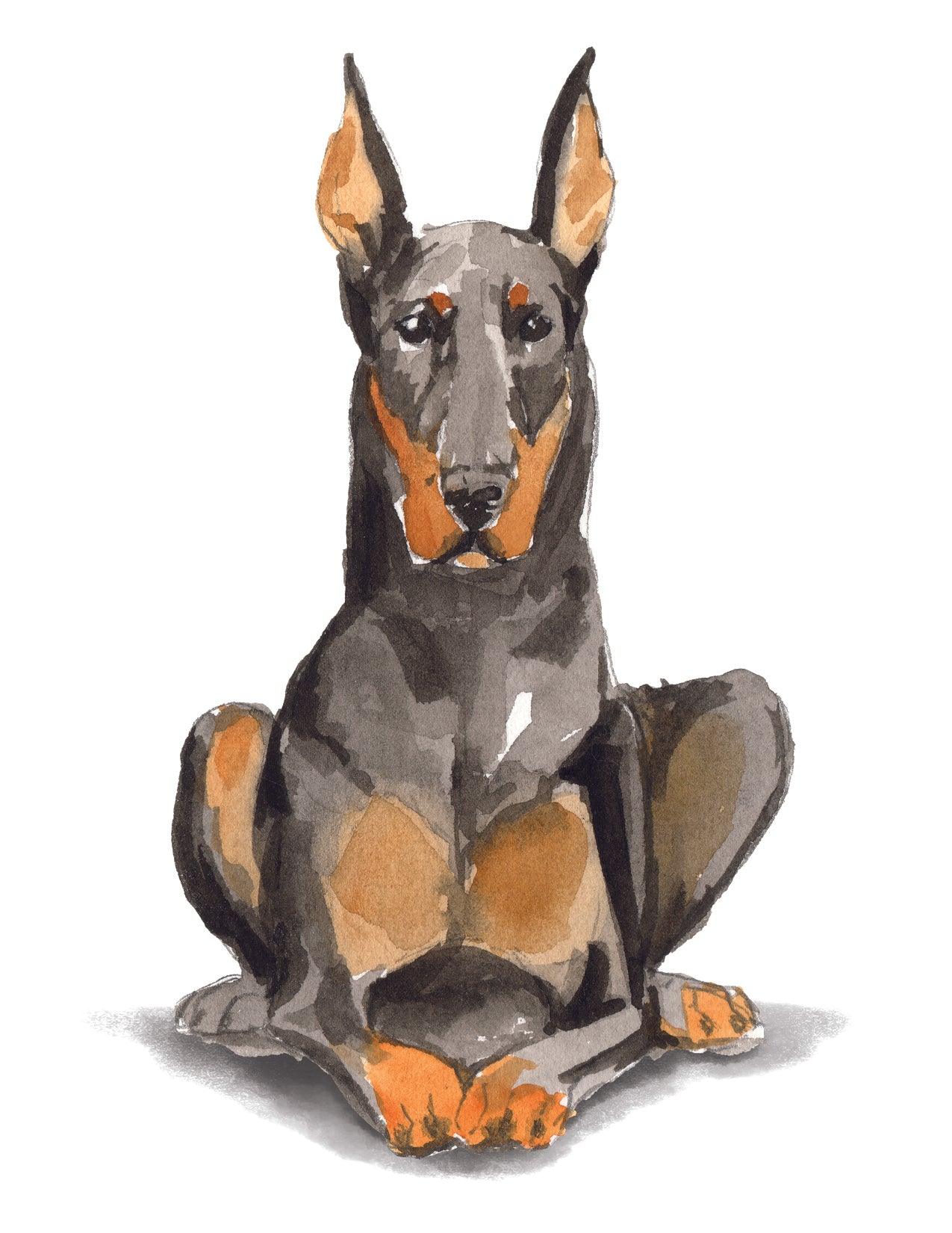 Illustration of a Doberman Pinscher sitting on a white background