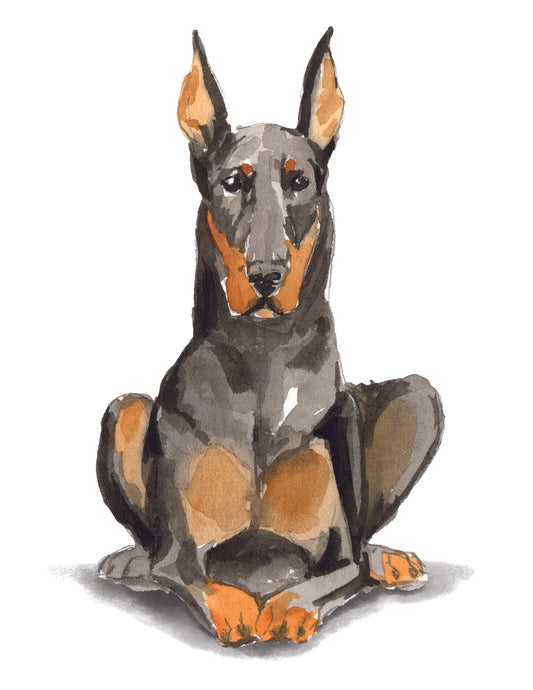 Illustration of a Doberman Pinscher sitting on a white background