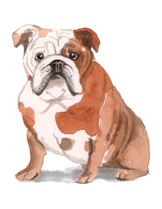 Illustration of a bulldog with a white face and brown body on a white background