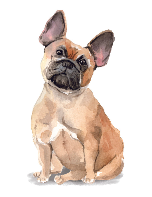 Illustration of a French Bulldog on a white background