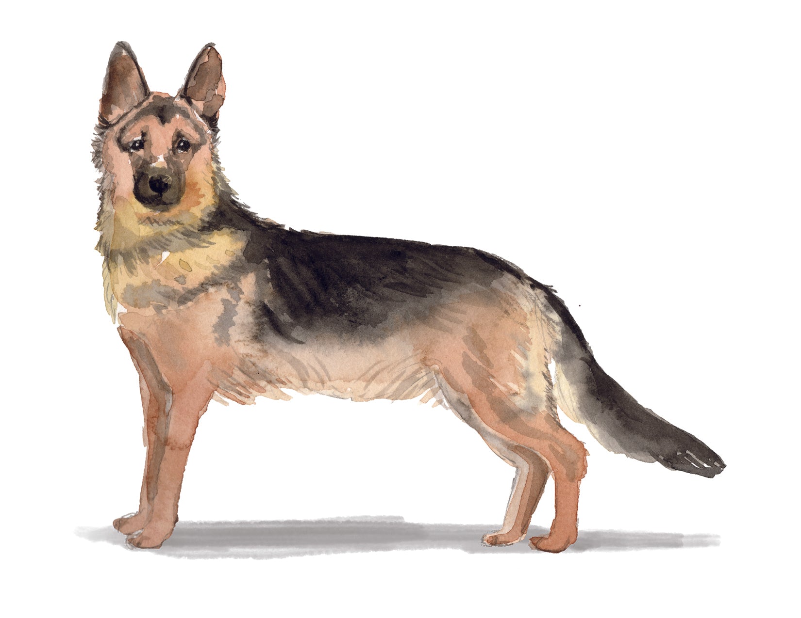 Illustration of a German Shepherd dog on a white background