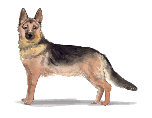 Illustration of a German Shepherd dog on a white background