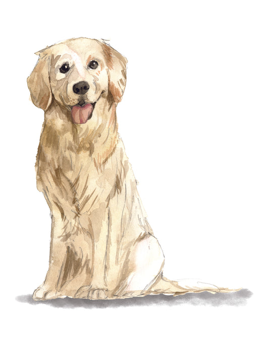 Illustration of a golden retriever sitting on a white background