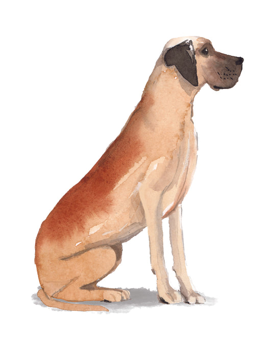 Illustration of a dog with a red-marked area on a white background