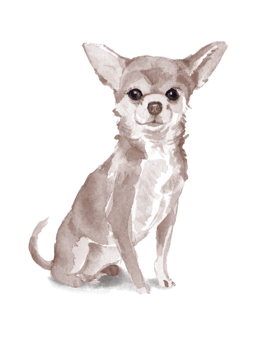 Gray and white Chiihuahua dog sitting on a white background