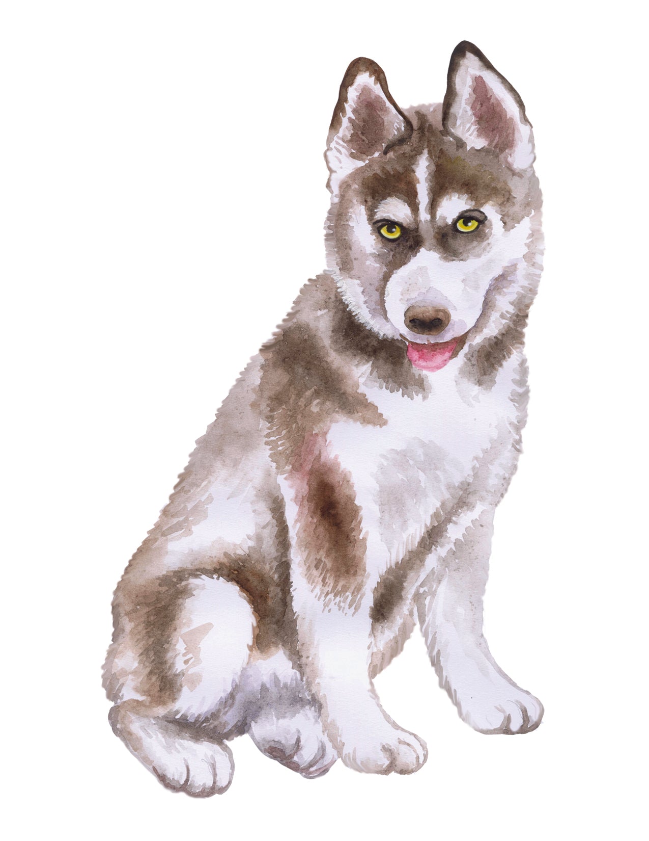 Husky dog with gray, white, and brown fur on a white background