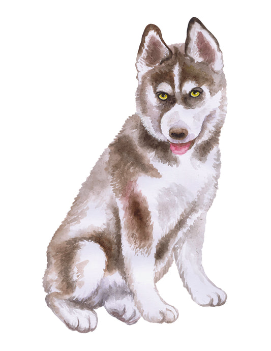 Husky dog with gray, white, and brown fur on a white background