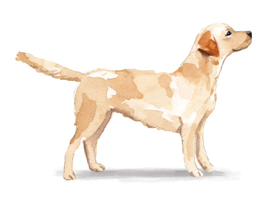 Illustration of a dog on a white background