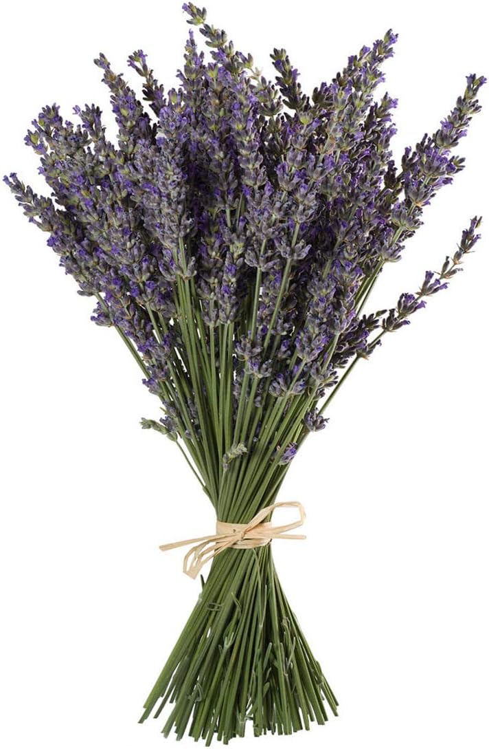Fresh French Lavender