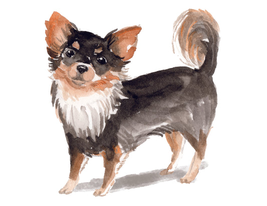 Watercolor illustration of a Chihuahua with a white chest and black fur on a white background