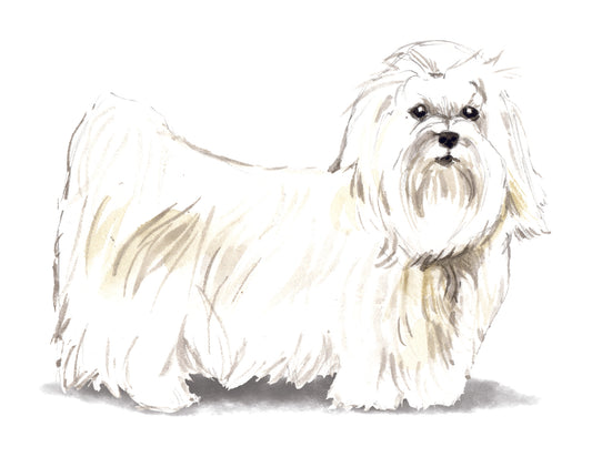 Illustration of a white dog with long fur on a light background