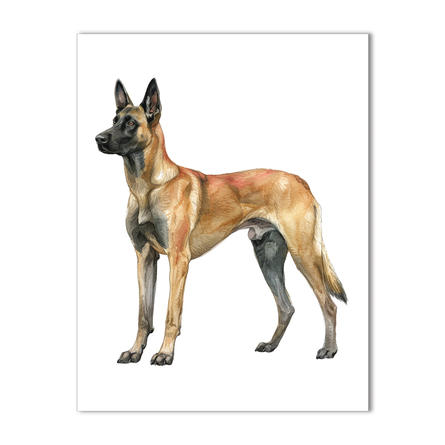 Belgian Malinois Note Cards