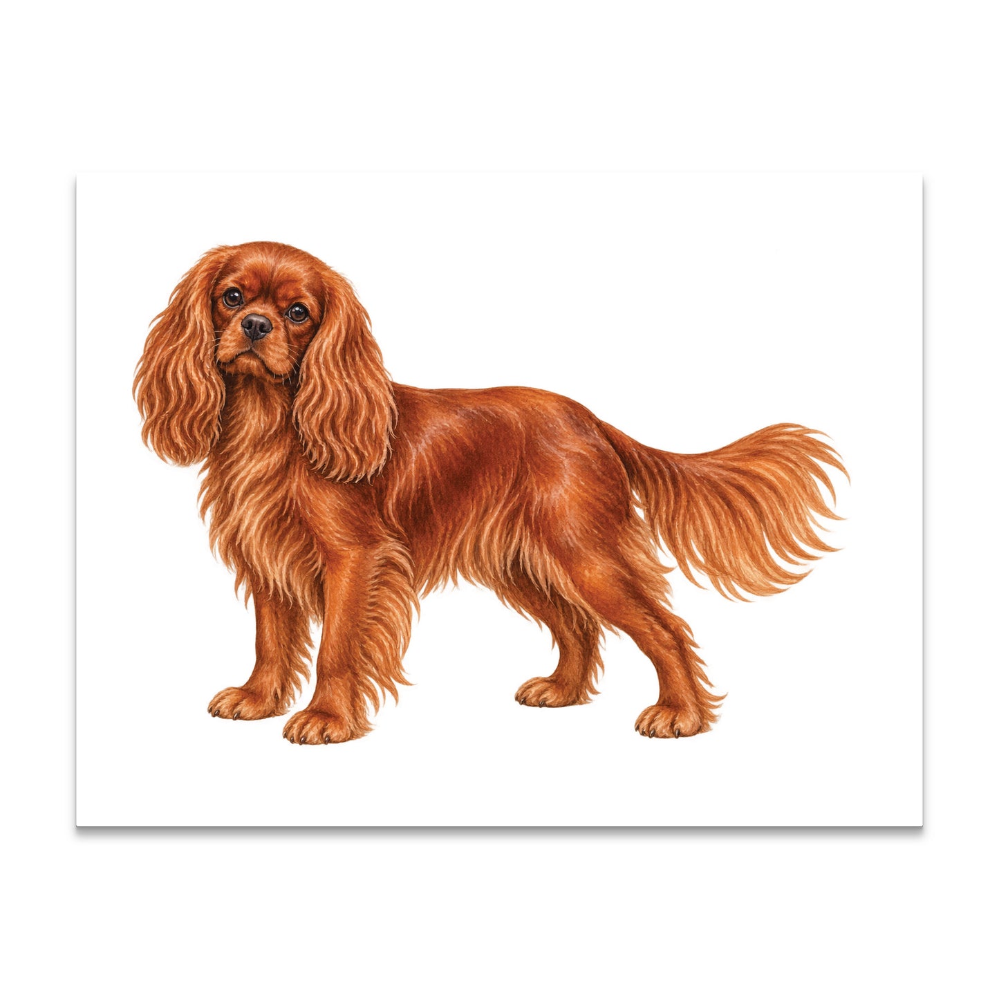 Ruby Cavalier King Charles Spaniel Note Cards Blank Boxed Set of 10
