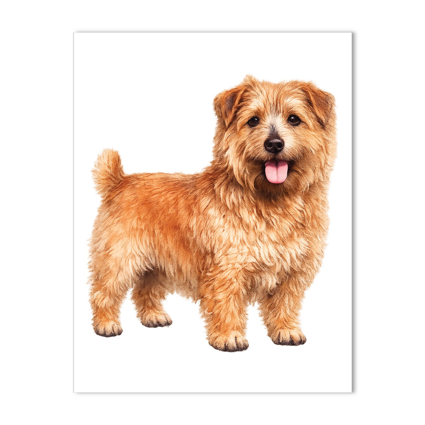 Norfolk Terrier Dog Note Cards Blank Boxed Stationery Set of 10
