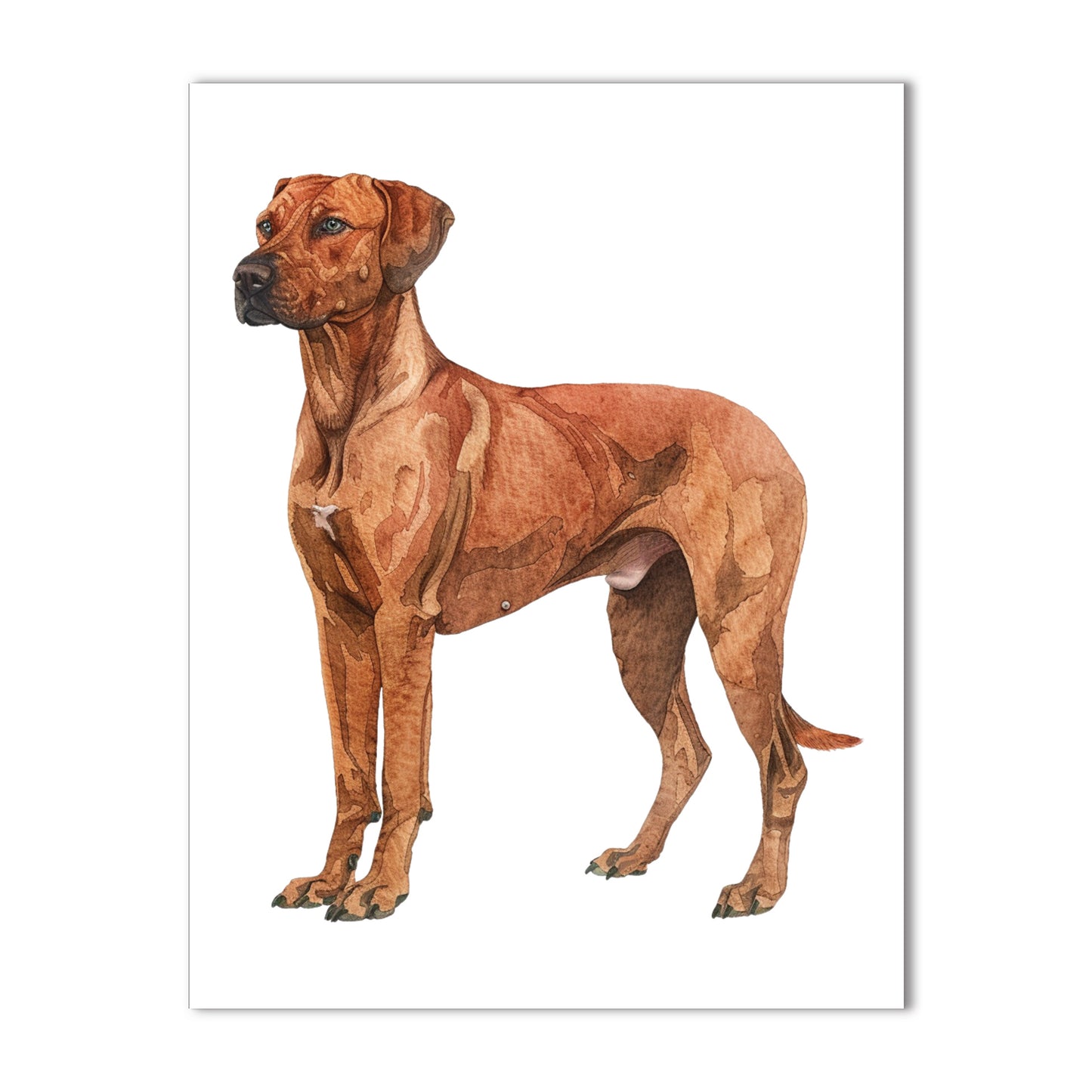 Rhodesian Ridgeback Note Cards Box Set of 10 - A2 Size