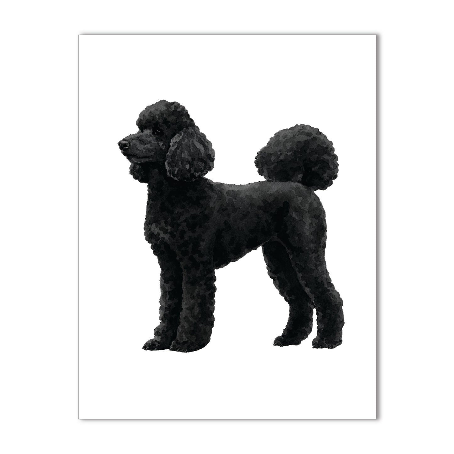 Standard Poodle, Black Note Cards