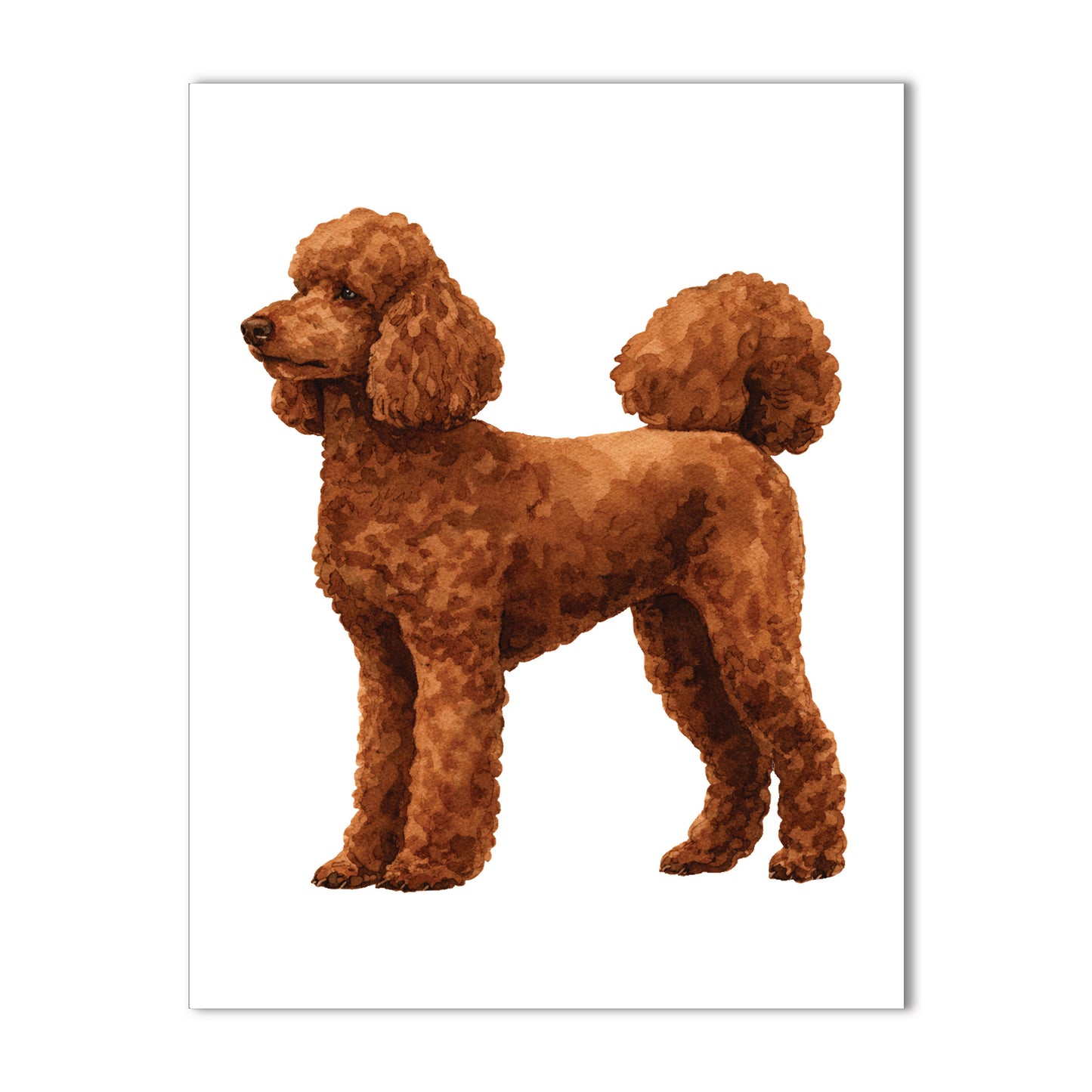Standard Poodle, Brown Note Cards