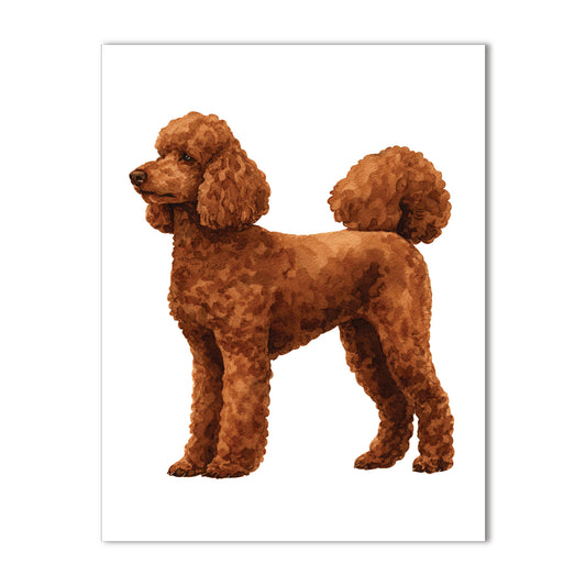 Standard Poodle, Brown Note Cards