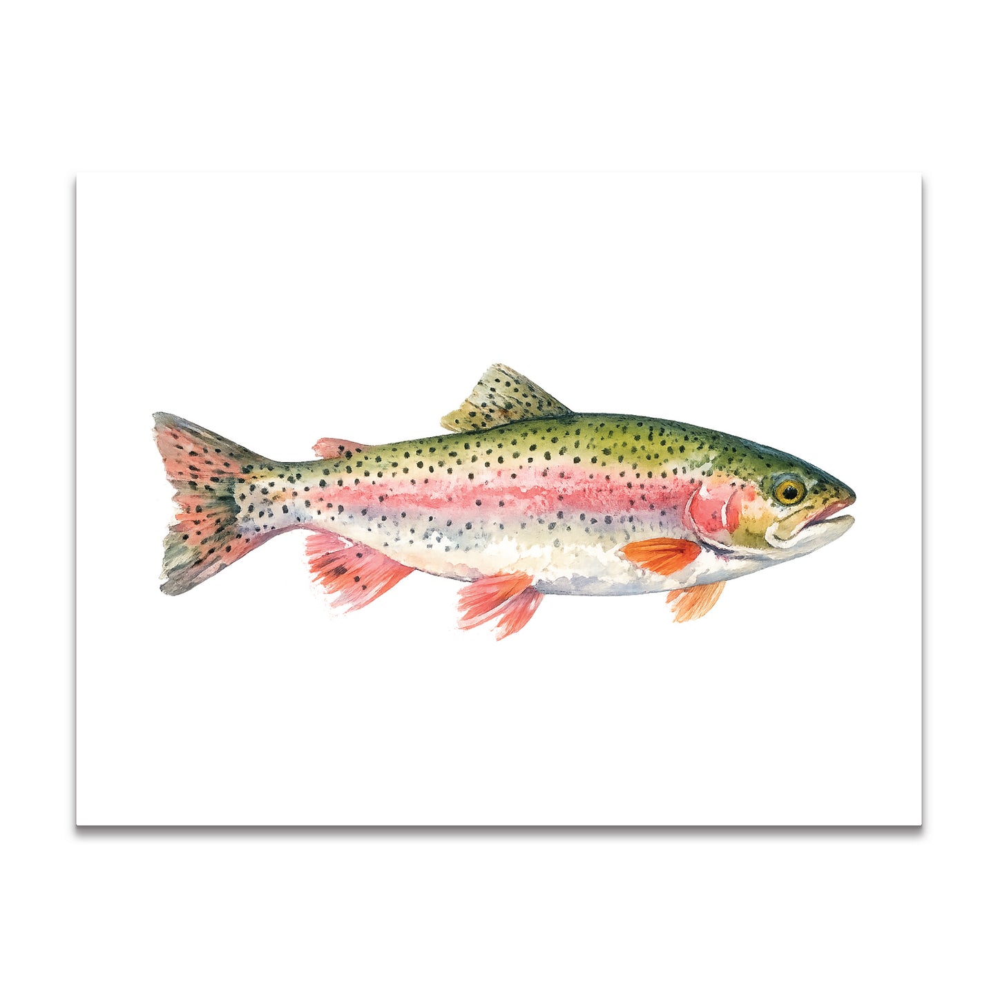 Watercolor Trout Fish - Clear Boxed Set of 10 Blank Cards with Envelopes 4.25" x 5.5"