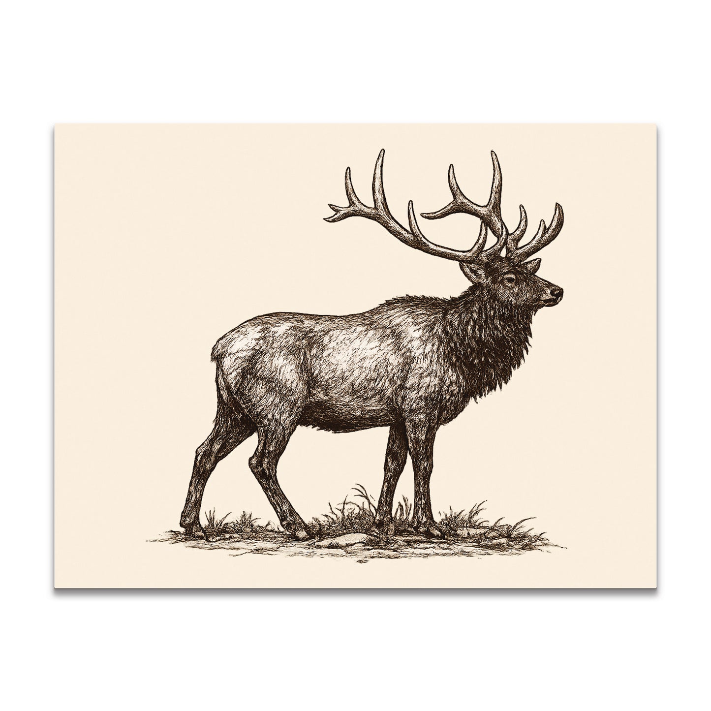 Illustration of a male elk with large antlers on a beige background