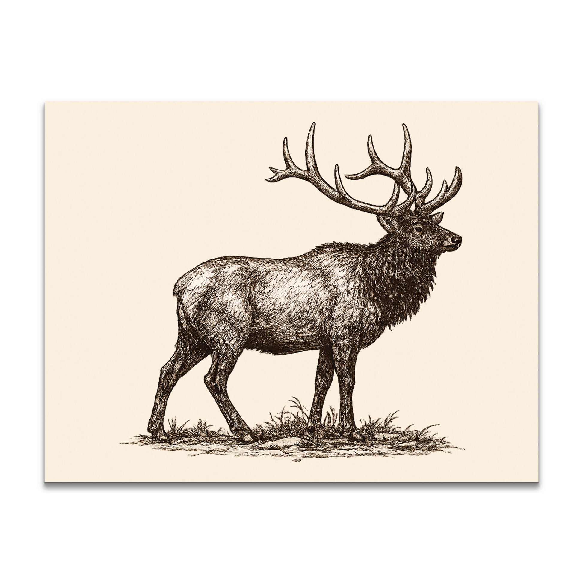 Illustration of a male elk with large antlers on a beige background