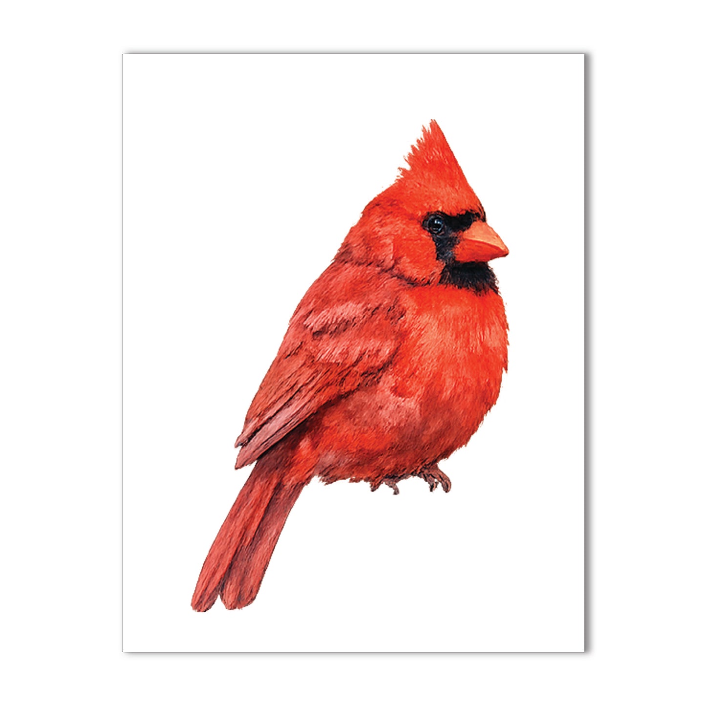 Watercolor Birds - Blank Cards with Envelopes 4.25" x 5.5"